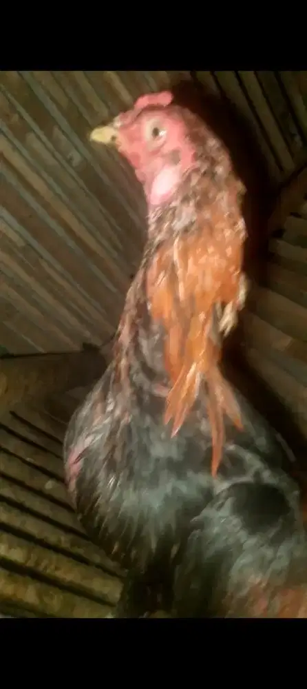 Jual ayam Bangkok sepasang aja nih