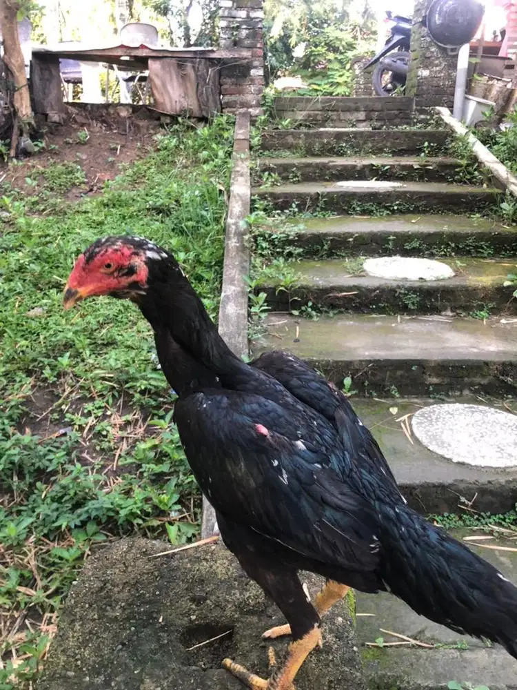 jual cepat ayam semi drumban
