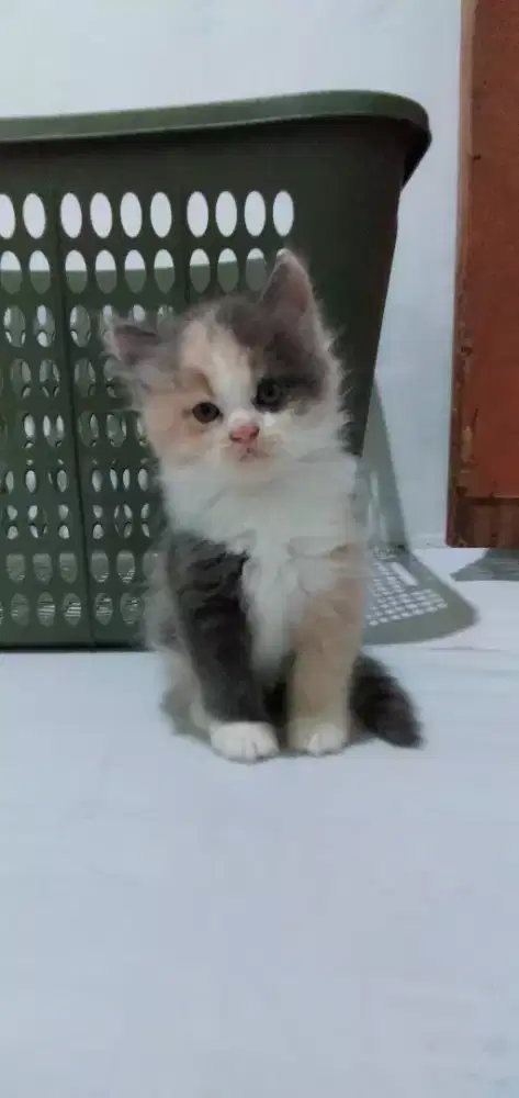 Kiteen persia betina