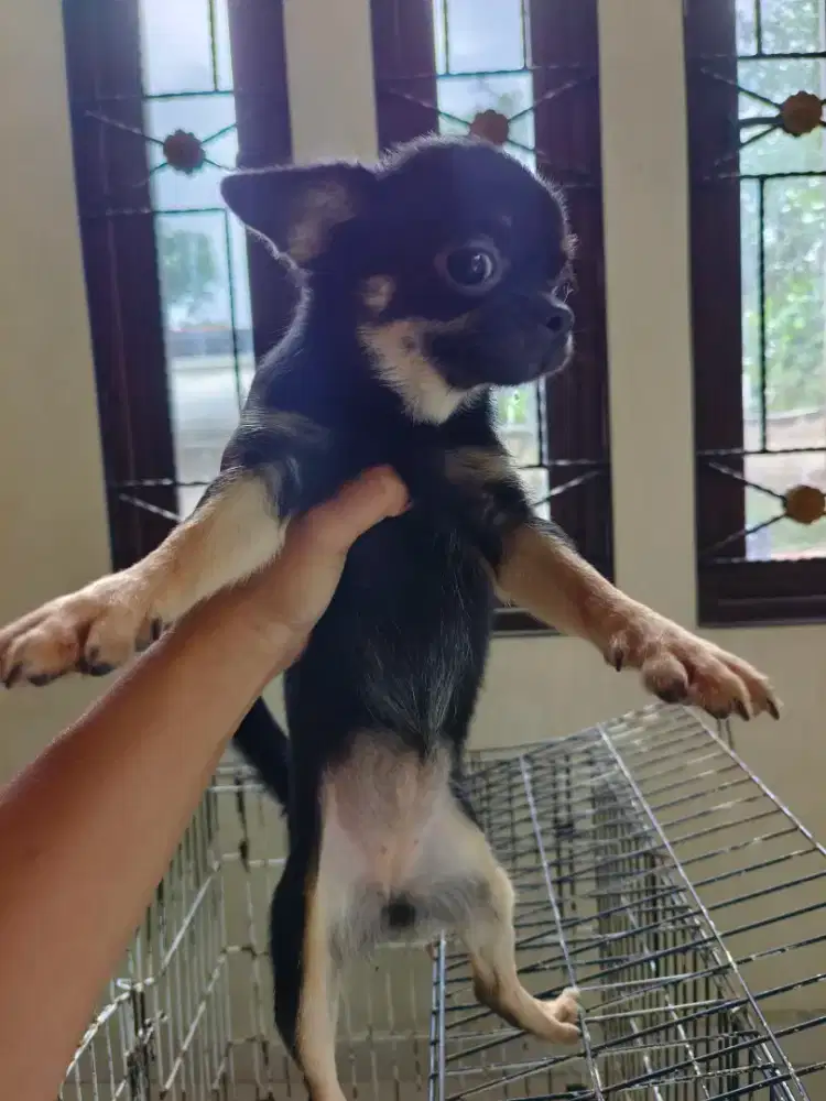 5 anjing cihua2 bonus kandang