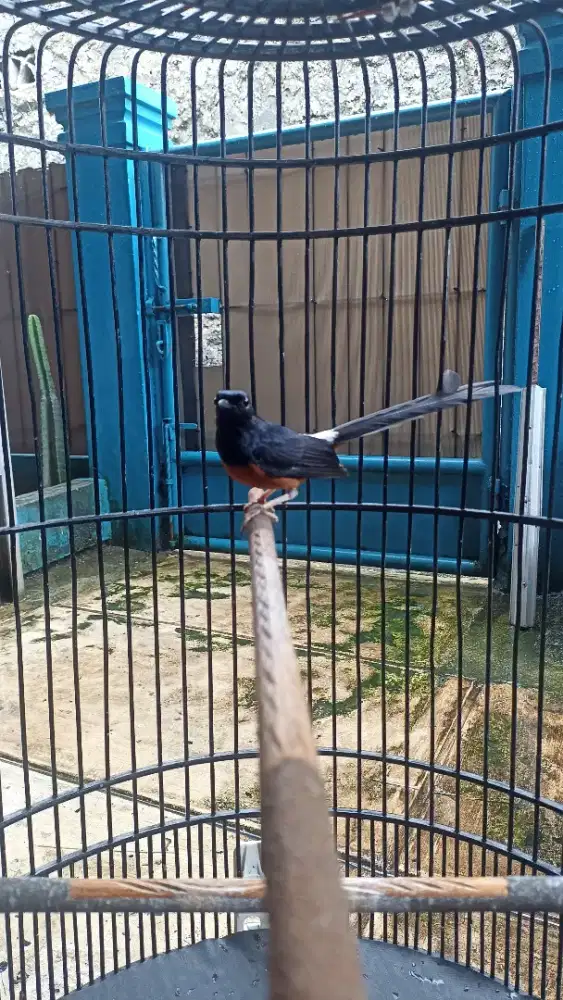 Burung murai fullset