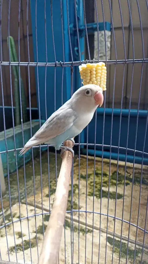 Burung love bird siapan beti