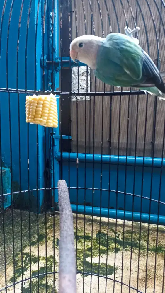 Burung Love bird nonclap