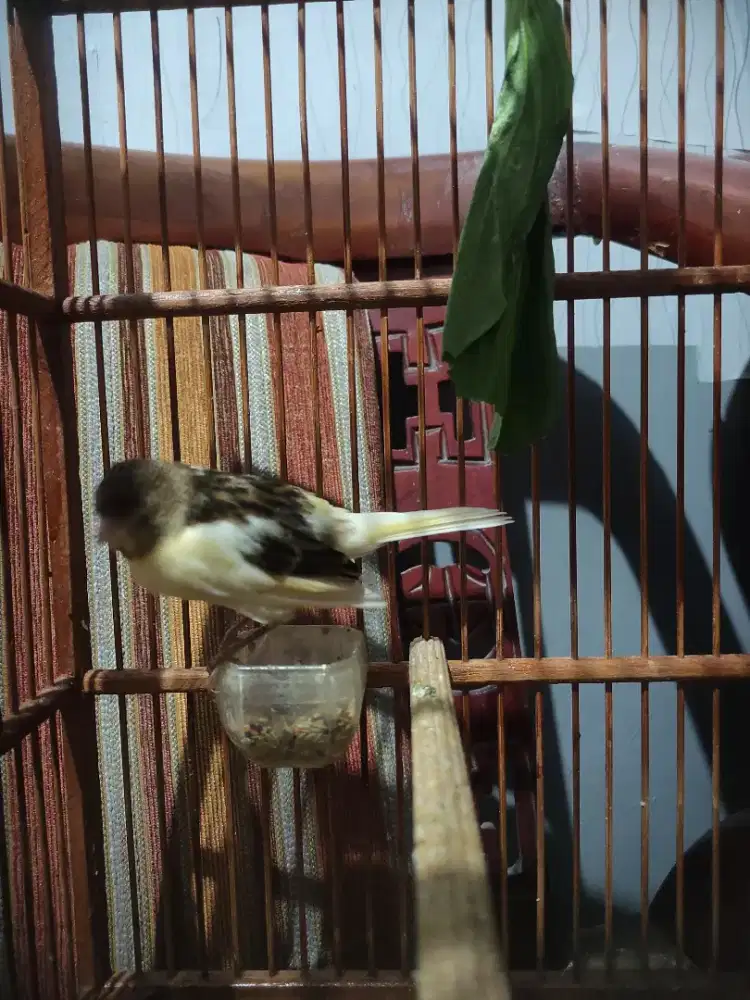 Kenari paud indukan Af x Af usia 2 bulan mandiri