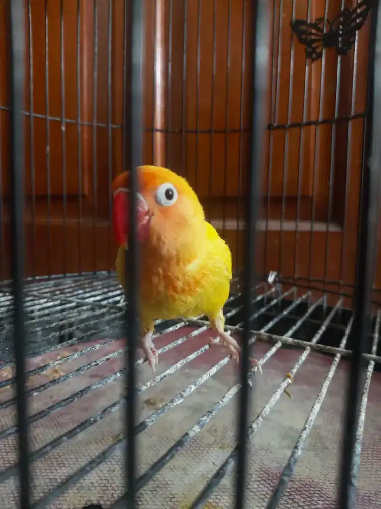 Lovebird lutino MH split PB Paud