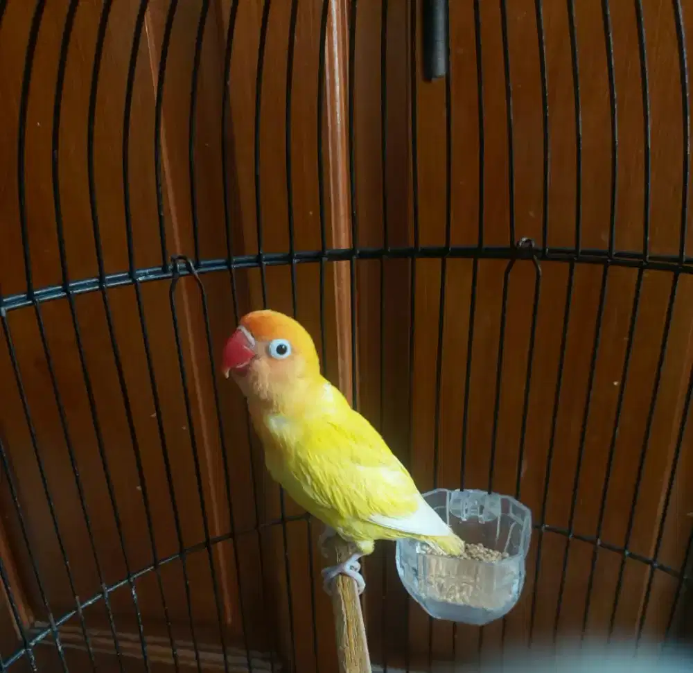 Burung lovebird Pastel kuning  split PB remaja