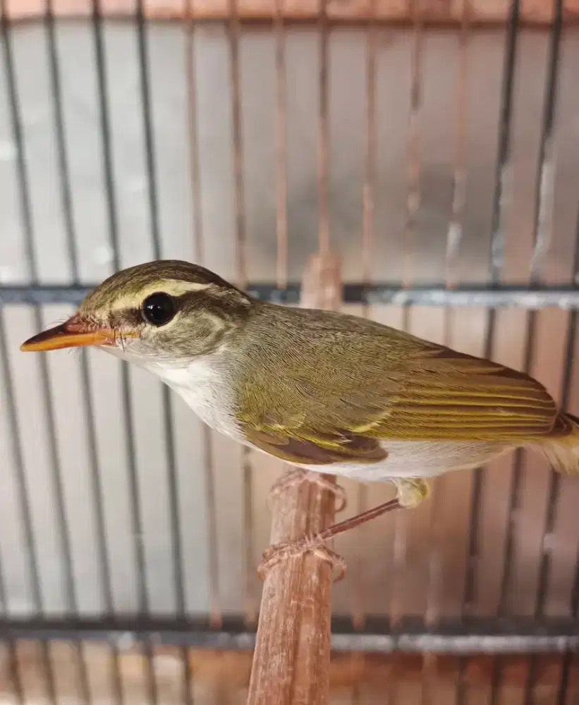 Burung cikrak mahkota jantan