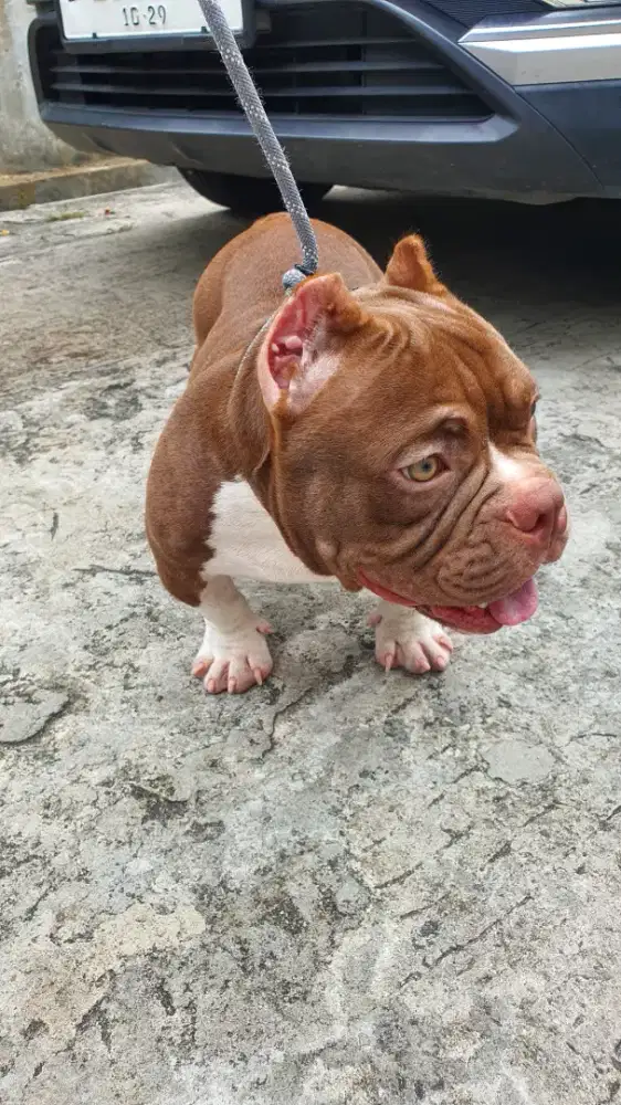 American Bully Exotic