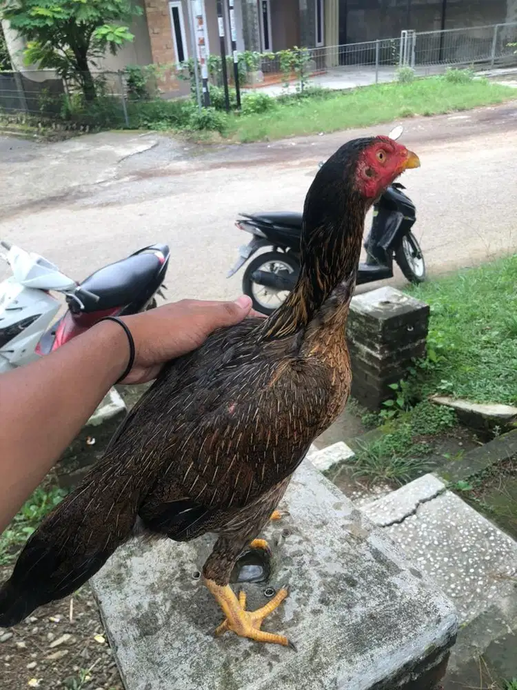 jual ayam bk teknik
