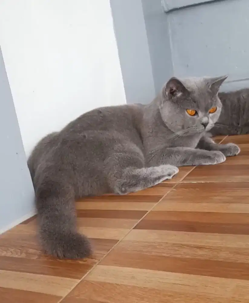 Jasaaa pacak British shorthair