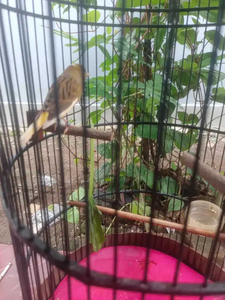 BURUNG KENARI AF BON