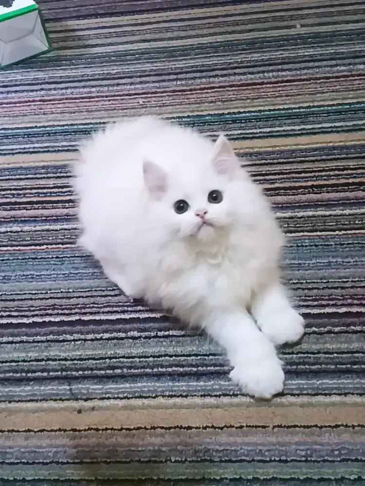 Kucing Persia Flatnose White Solid Betina
