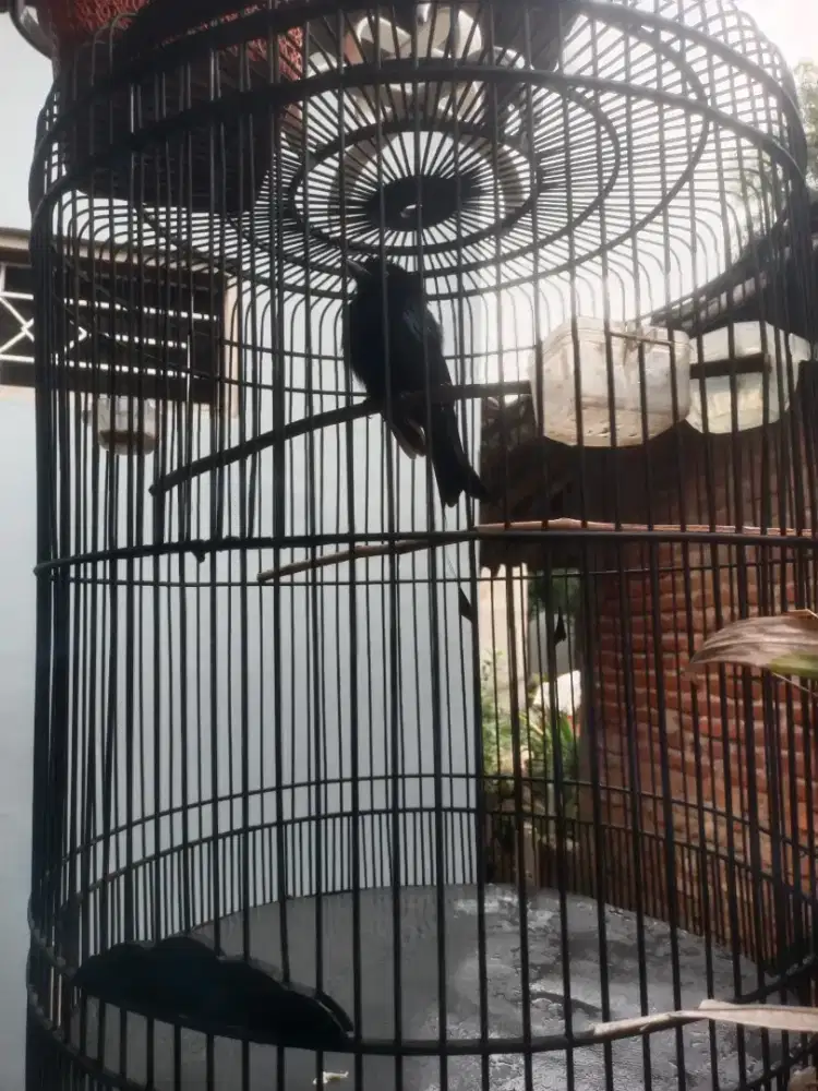 BURUNG SRI GUNTING KRANTIL