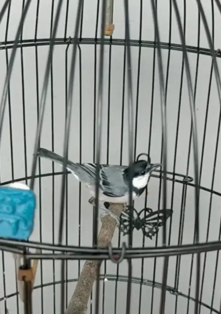 Burung gelatik purtotal