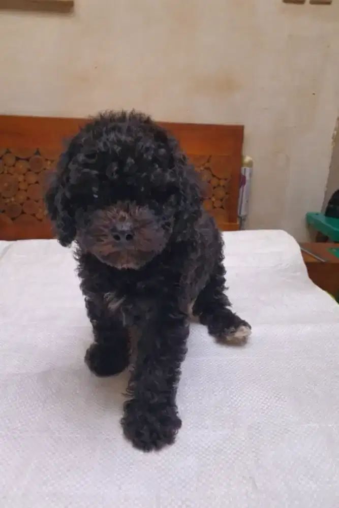 Jual Toy Poodle Dark Silver Jantan