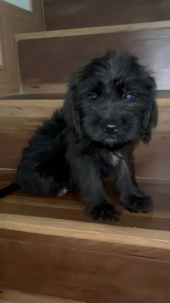 Labrador mixshintzhu betina