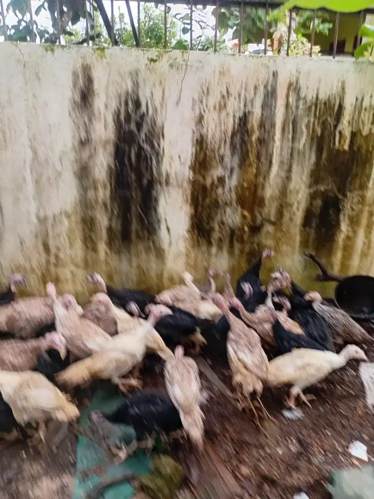 Jual anak ayam kalkun umur 2 bulan satu ekor rp 100.000