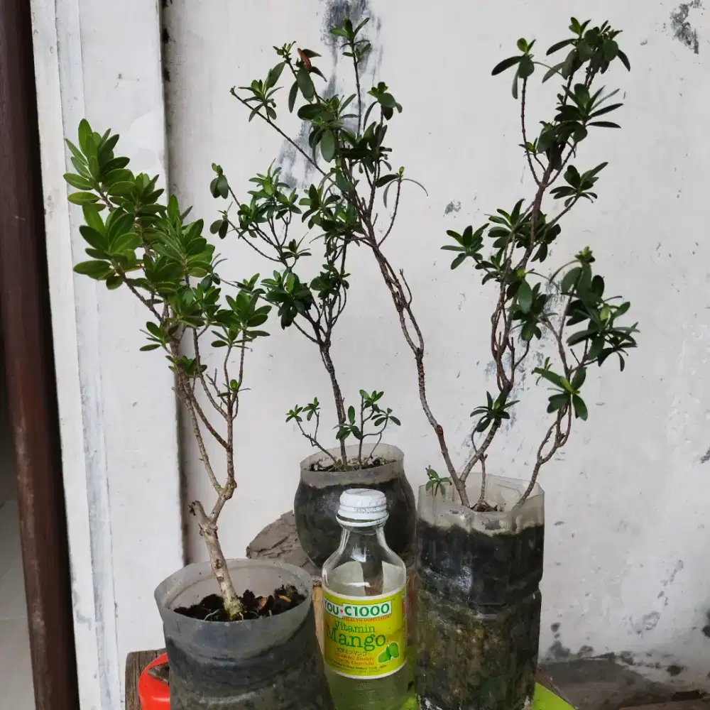 Bonsai Santigi 3Pohon