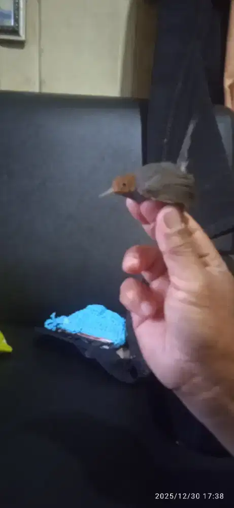 Burung prenjak jantan