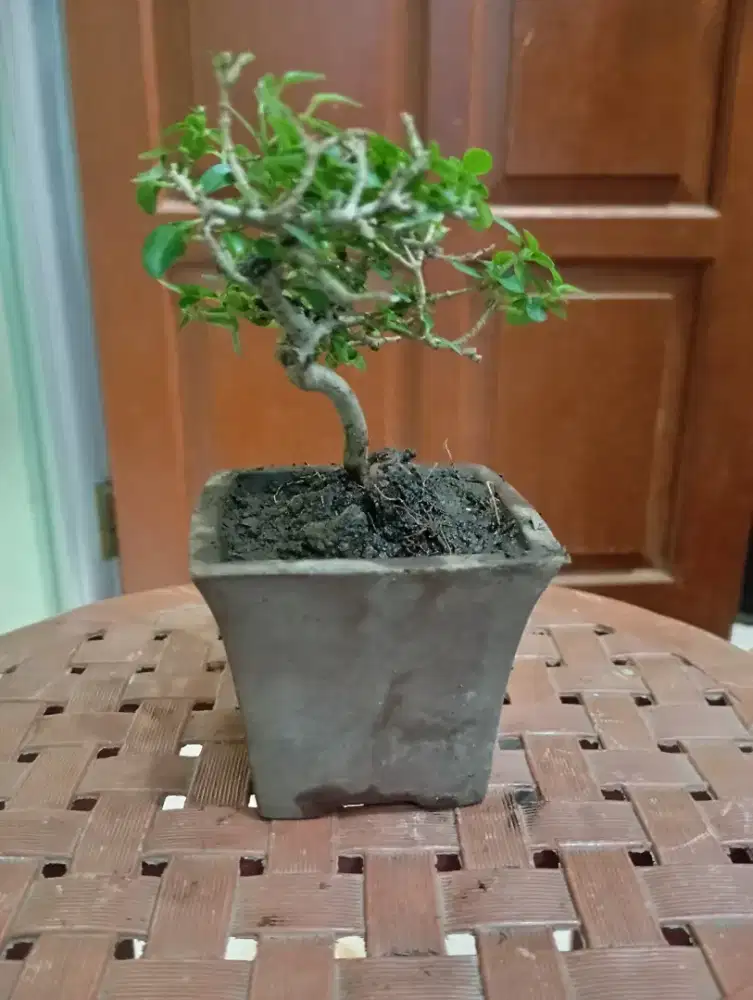 Bonsai mame ukuran kecil dan medium