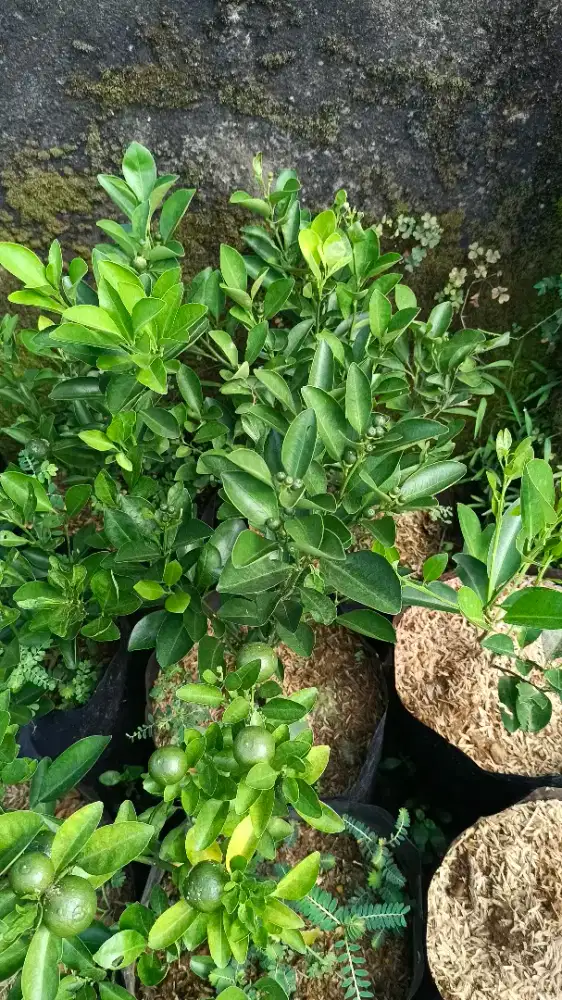 Bibit tanaman buah buahan, bunga taman, sayur, dan lainnya