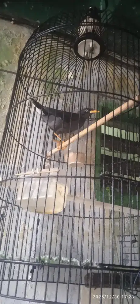 Burung Jalak kebo jantan