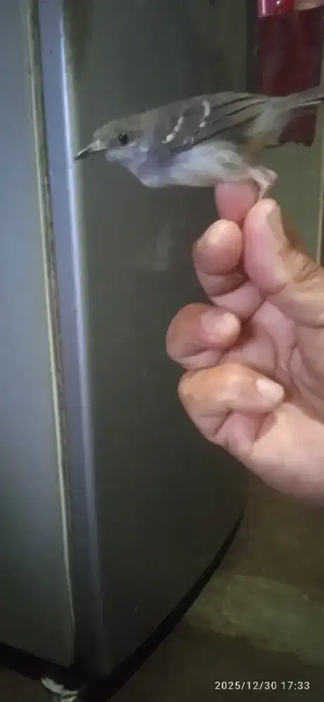 Burung ciblek jantan gacorr