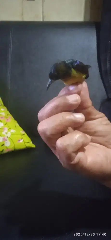 Burung korlap jantan