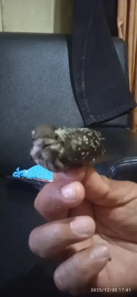 Burung pelatuk beras jantan