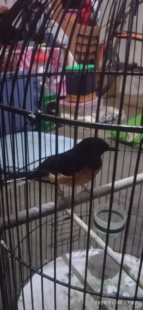Burung murai baru betino