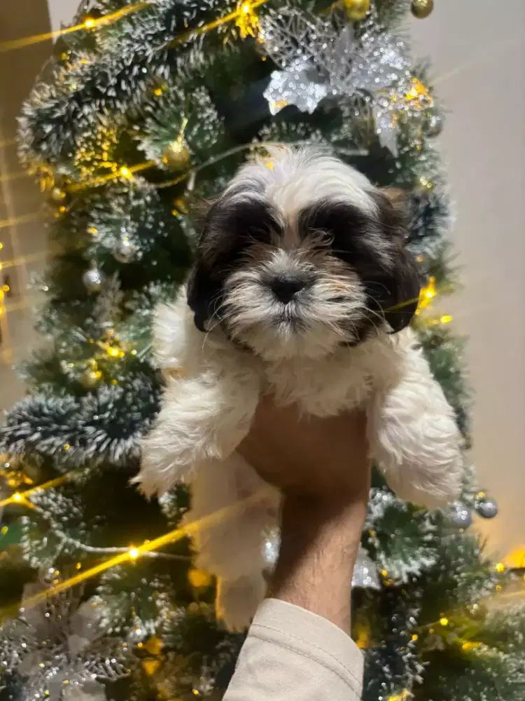 Puppy shintzhu betina