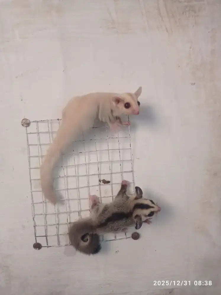 Sugar glider cremino + white face betina
