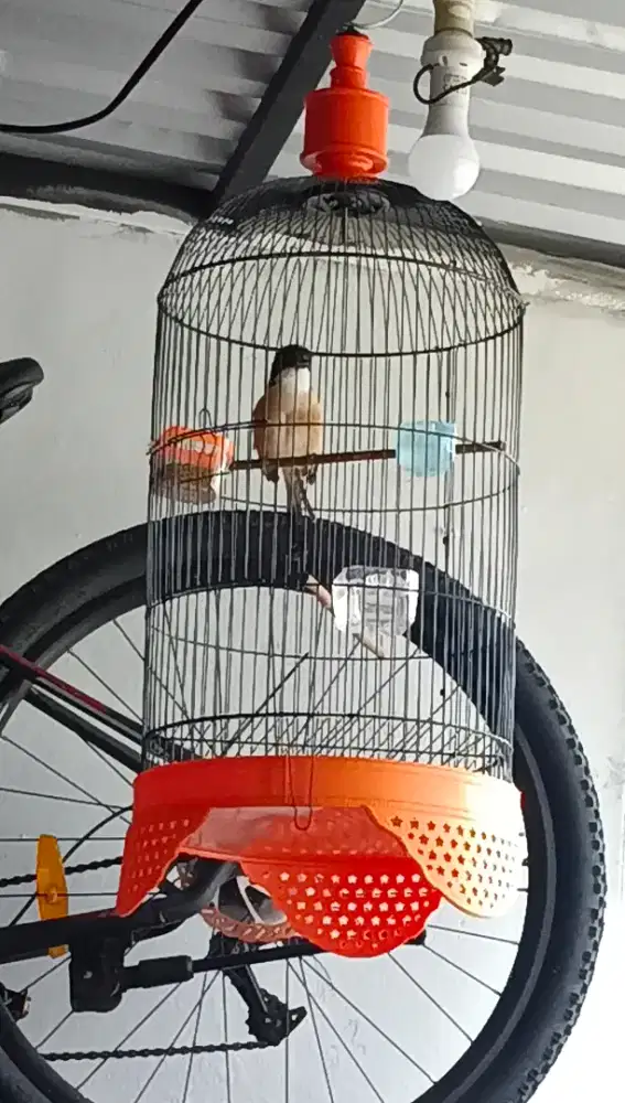 Burung pentet isian super lengkap