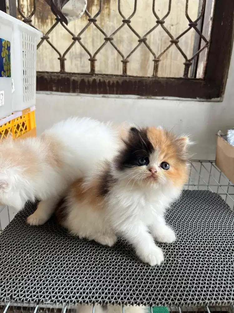 Kucing Persia Flatnose