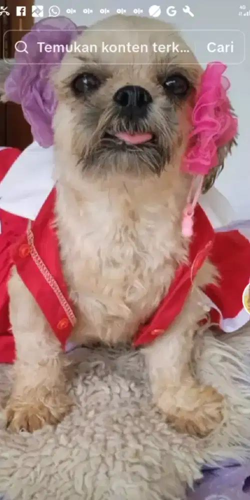 Shintzhu betina 1thn  mini sekali