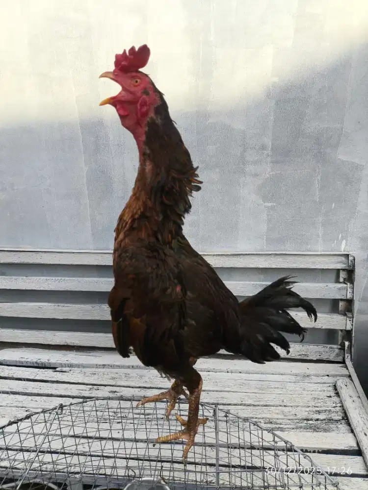 AYAM PAMA IQ BULBI KUDA KARI