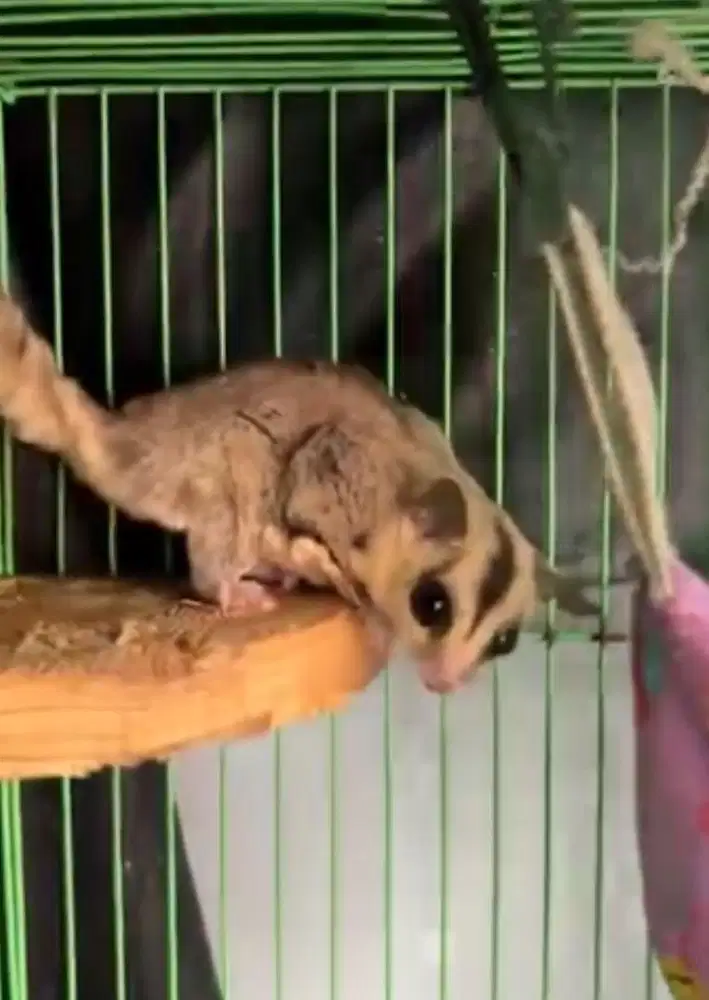 Jual sugar glider white face