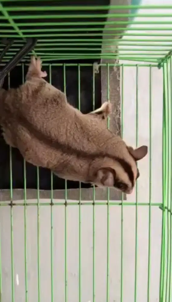 Jual sugar glider clasik grey