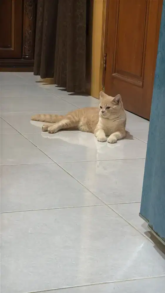 Kucing British Shorthair pure