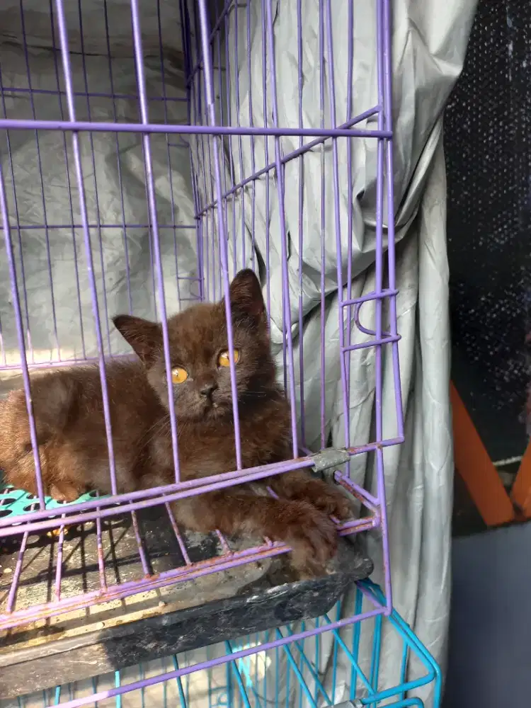 BSH Kitten Cinnamone Jantan