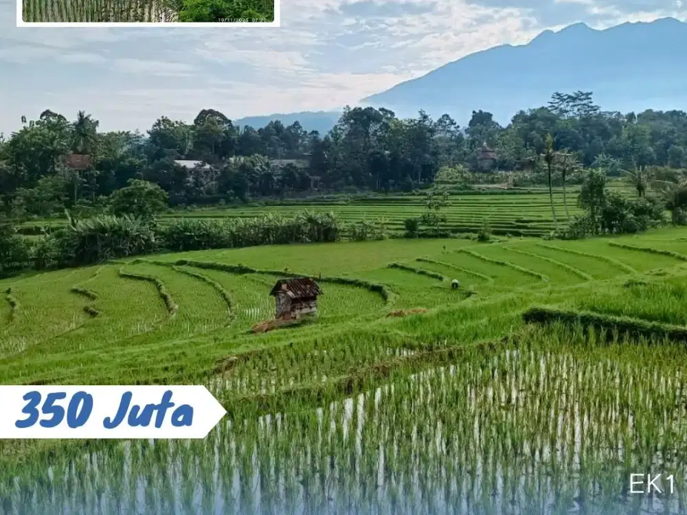 Dijual Tanah sawah Lokasi Karangpandan Karanganyar