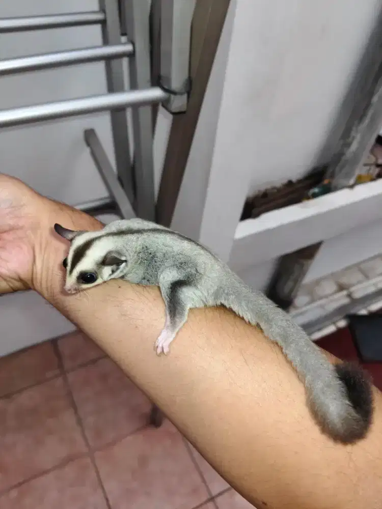 Sugar Glider Platinum Joey Jinak
