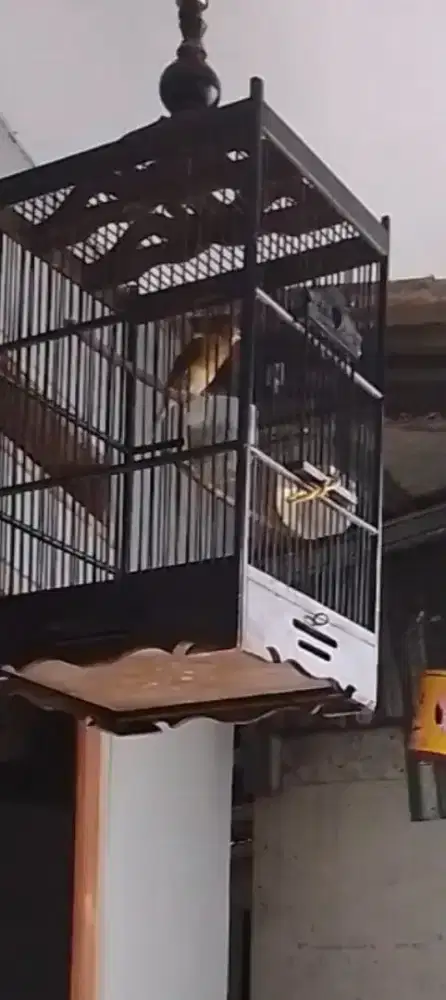 Kenari AF rajin ngerol