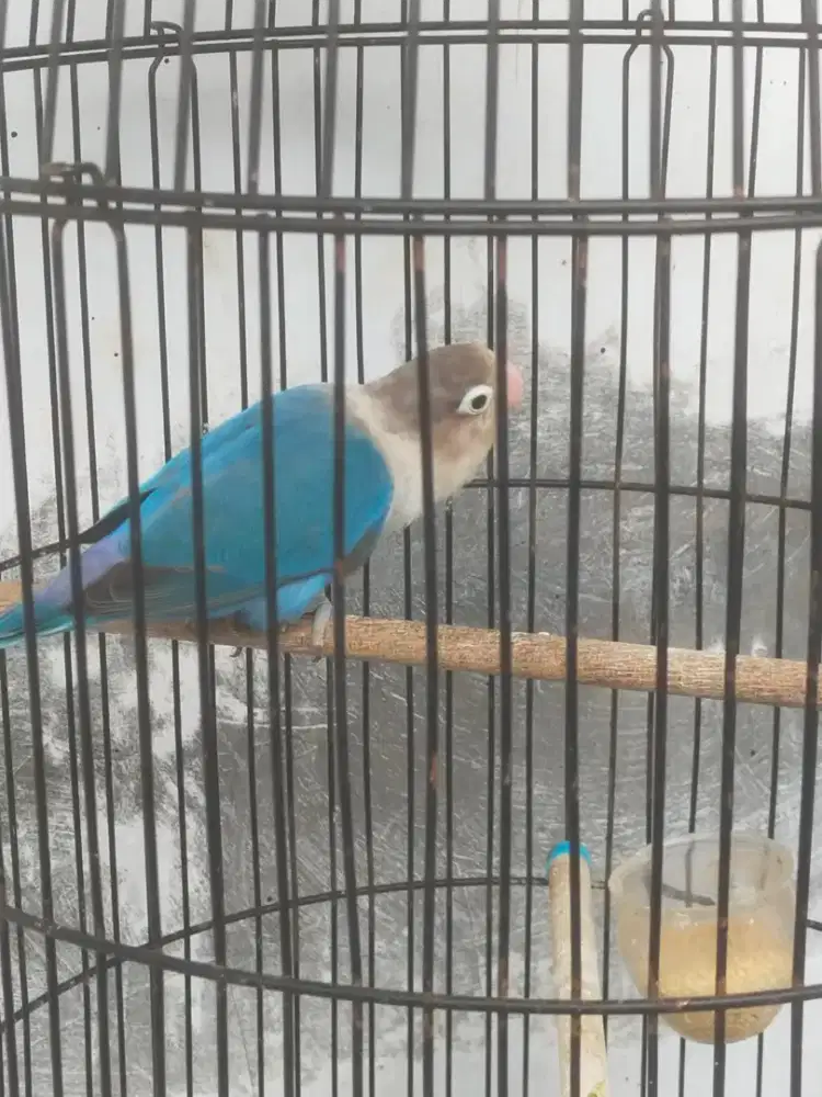 Burung Lovebird
