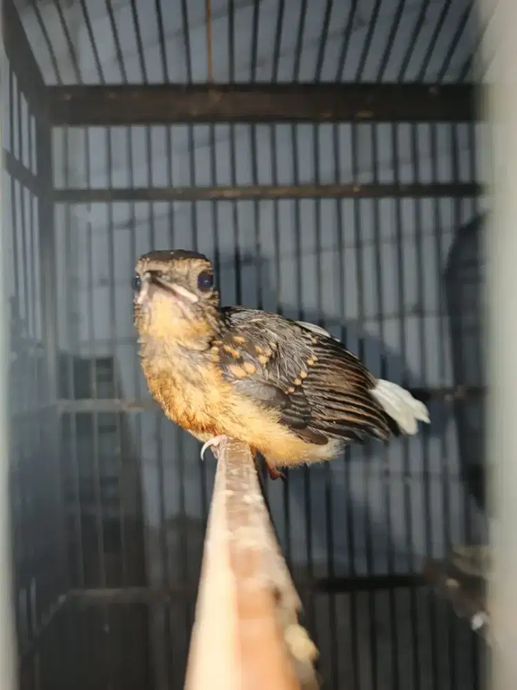 Murai anakan mandiri