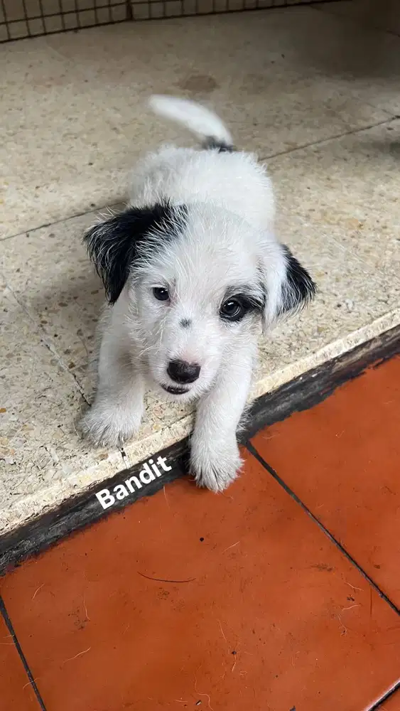 Puppies Jack Russell Terrier
