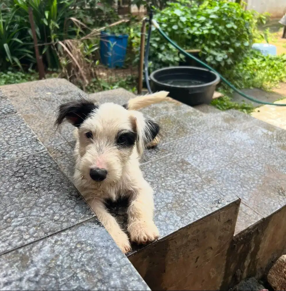 Puppies Jack Russell Terrier