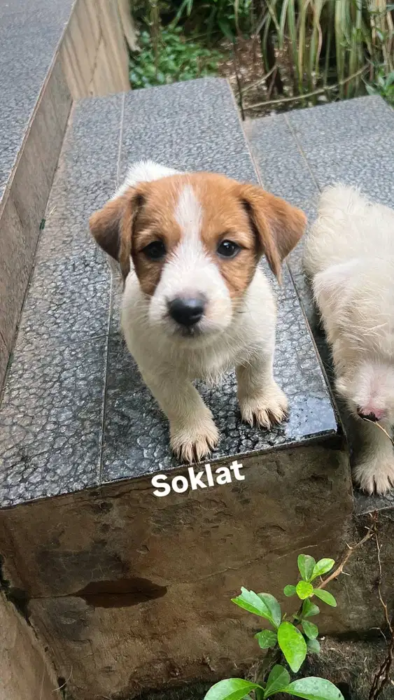 Puppies Jack Russell Terrier