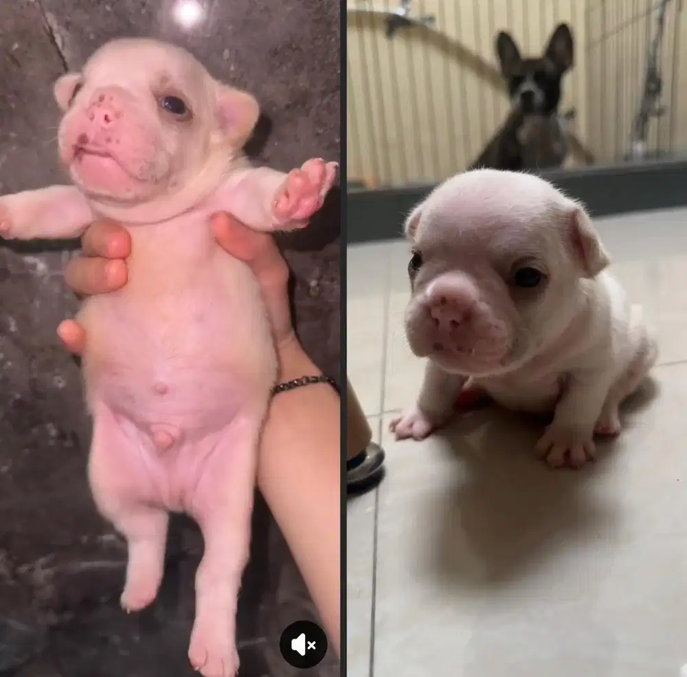 French Bulldog Puppies