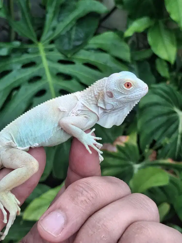 Iguana albino snow